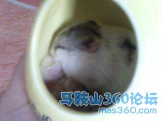 感情好睡觉觉.jpg