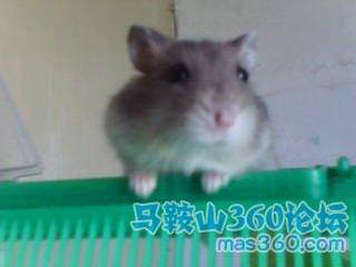 小鸟飞飞.jpg