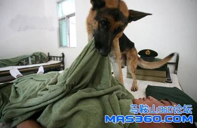 武警边防部队警犬与退伍老兵难舍难离