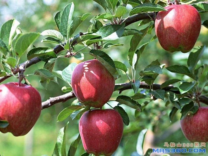 fruit_apple_apple-tree_wallpaper_EA60142.jpg