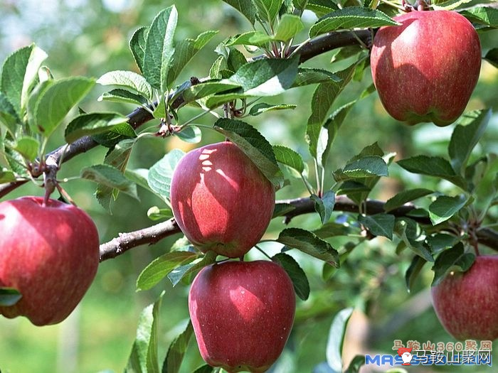 fruit_apple_apple-tree_wallpaper_EA60142.jpg