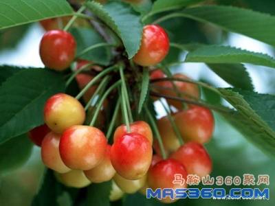 TN_060428fruit08.jpg