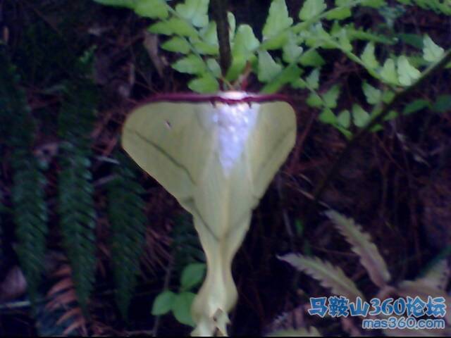 IMG0174A.jpg