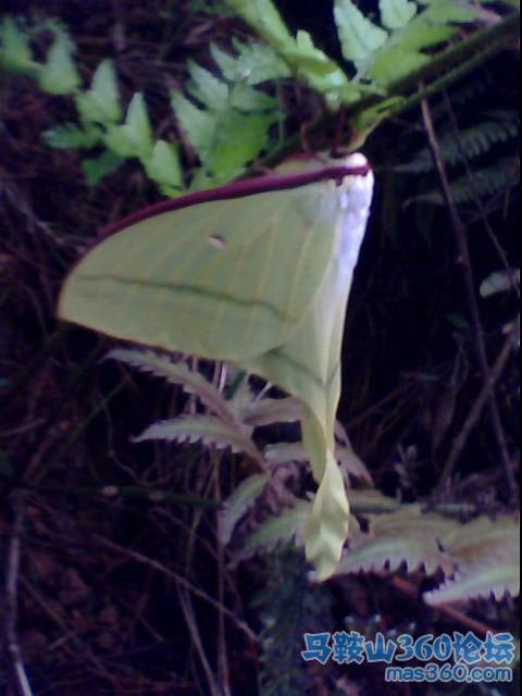 IMG0175A.jpg