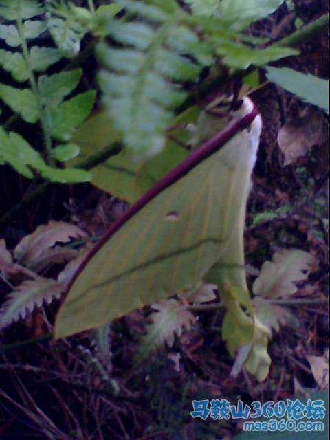 IMG0177A.jpg