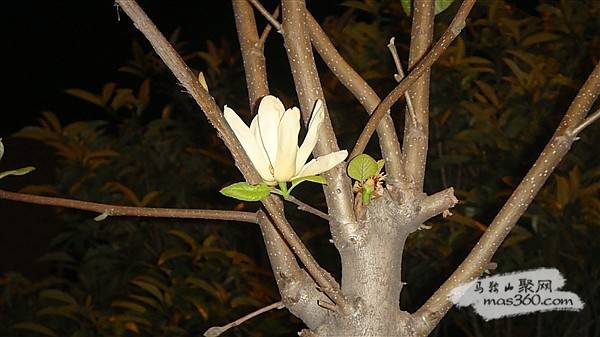 DSC02924_副本.jpg