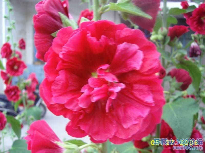 端午花