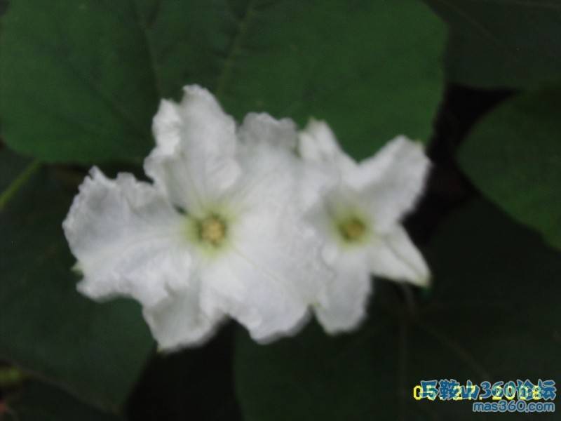 DSCI0019.JPG
