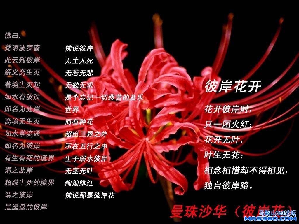 曼珠沙华.JPG
