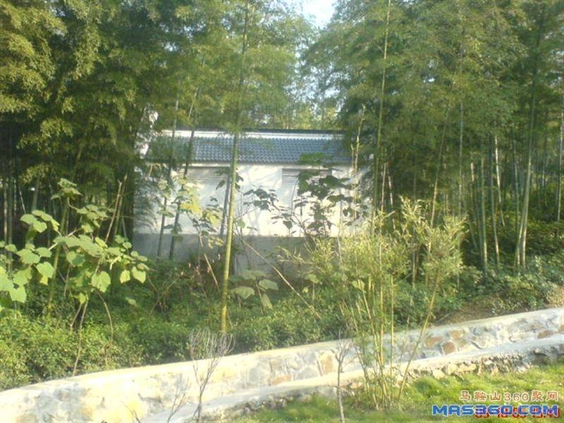 DSC01972 (中型).JPG