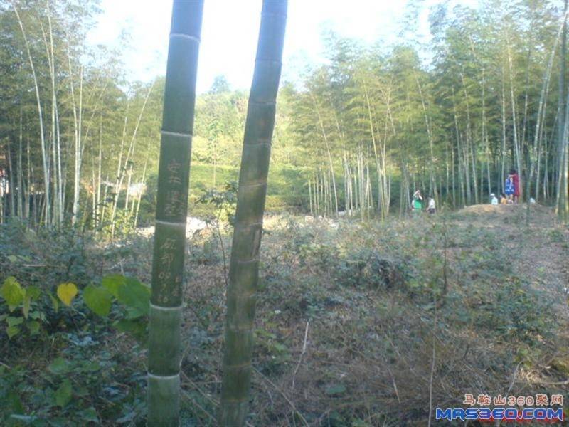 DSC01979 (中型).JPG