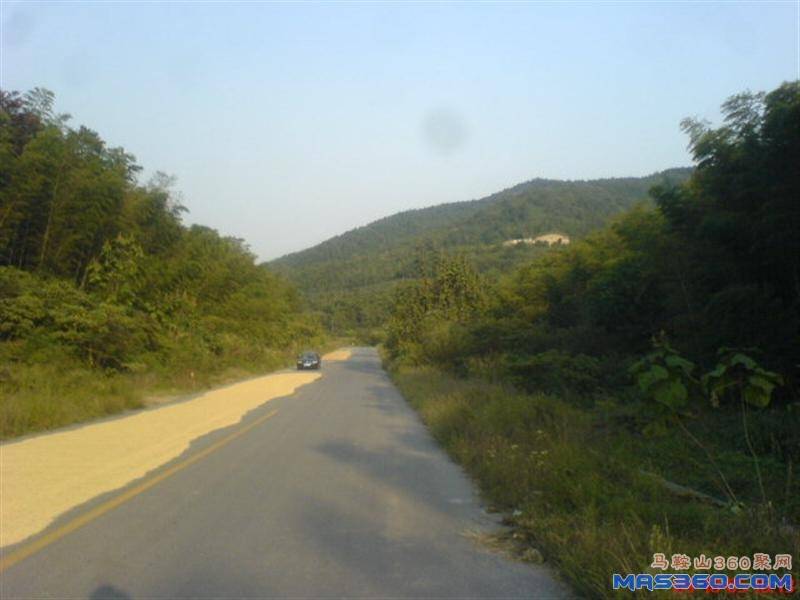 DSC01981 (中型).JPG