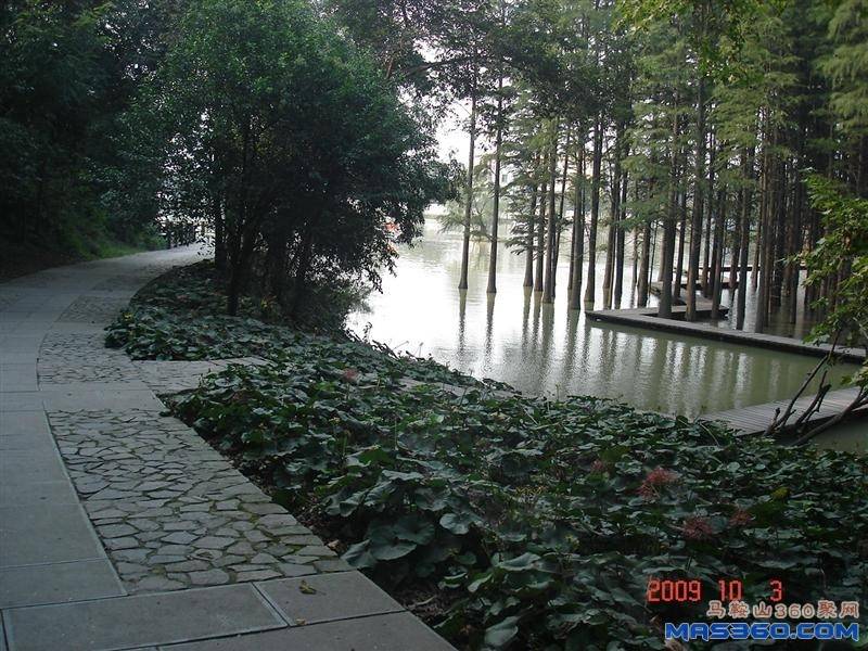 DSC00335 (中型).JPG