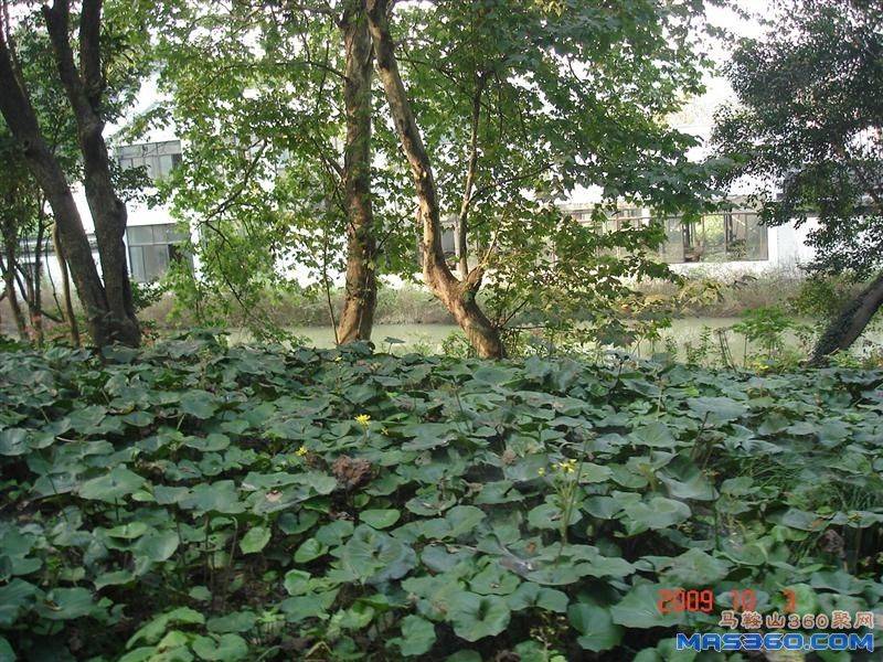 DSC00334 (中型).JPG