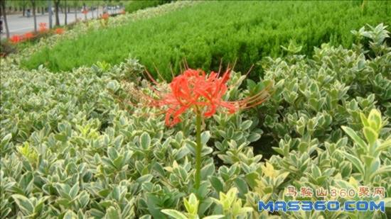DSC01208_副本.jpg