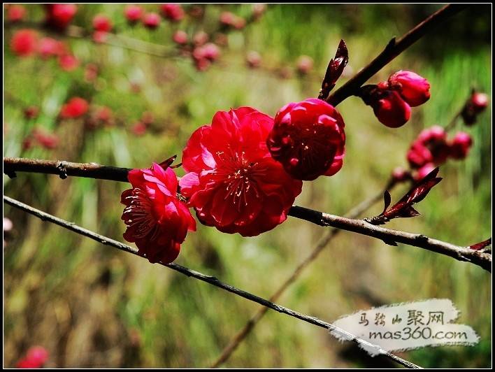 桃花.jpg